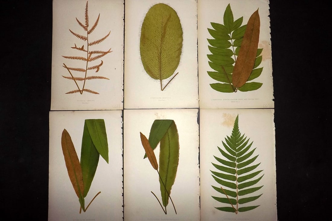 Lowe, Edward 1867 Lot of 6 Antique Fern Prints: Color Printed Woodblooks Published 1867, London for "Our Native Ferns..." by Edward Lowe. Paper Size: 9.5 x 6 inch (24 x 15cm) Occasional background tone marks. Good Condition