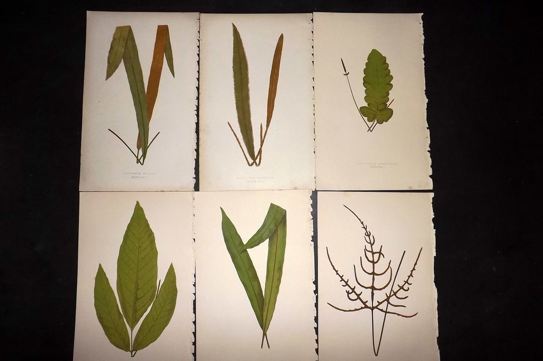 Lowe, Edward 1867 Lot of 6 Antique Fern Prints: Color Printed Woodblooks Published 1867, London for "Our Native Ferns..." by Edward Lowe. Paper Size: 9.5 x 6 inch (24 x 15cm) Occasional background tone marks. Good Condition