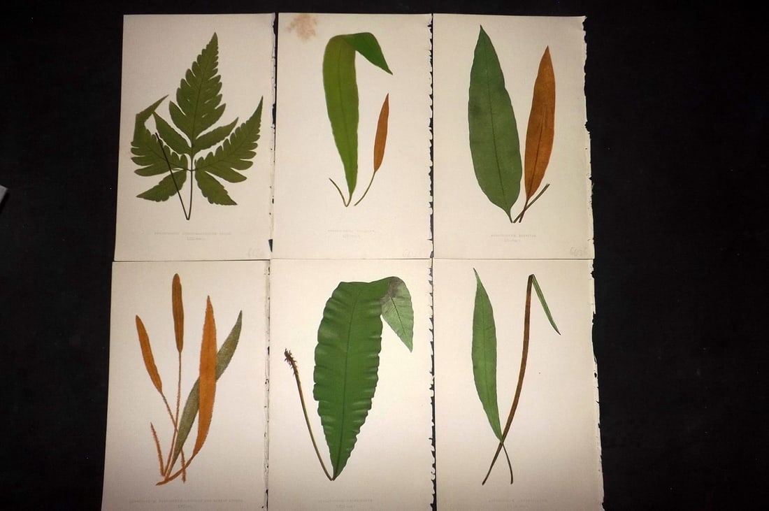 Lowe, Edward 1867 Lot of 6 Antique Fern Prints: Color Printed Woodblooks Published 1867, London for "Our Native Ferns..." by Edward Lowe. Paper Size: 9.5 x 6 inch (24 x 15cm) Occasional background tone marks. Good Condition
