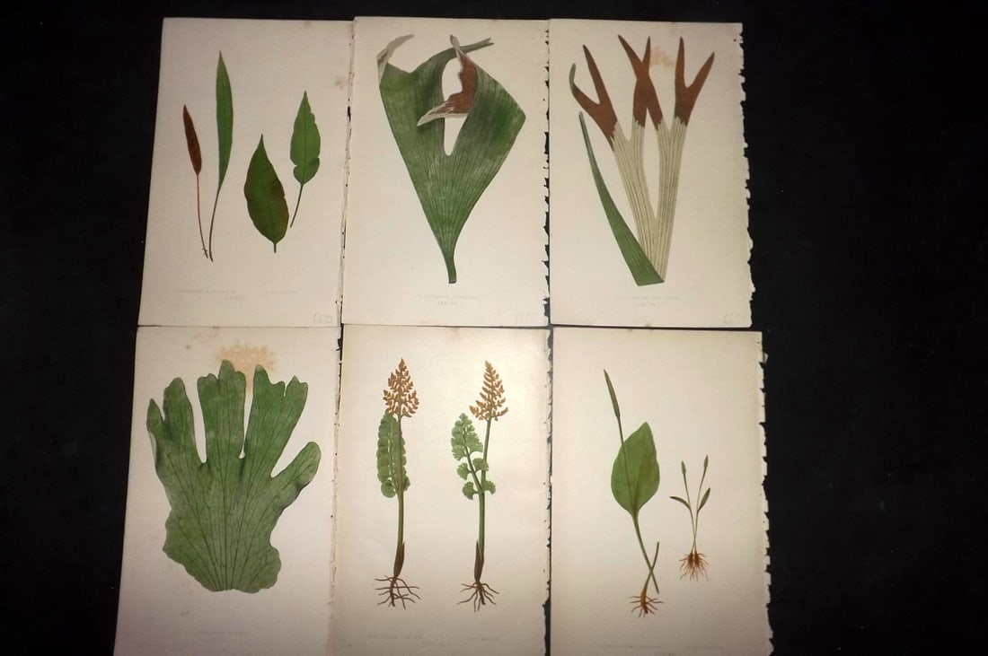 Lowe, Edward 1867 Lot of 6 Antique Fern Prints: Color Printed Woodblooks Published 1867, London for "Our Native Ferns..." by Edward Lowe. Paper Size: 9.5 x 6 inch (24 x 15cm) Occasional background tone marks. Good Condition