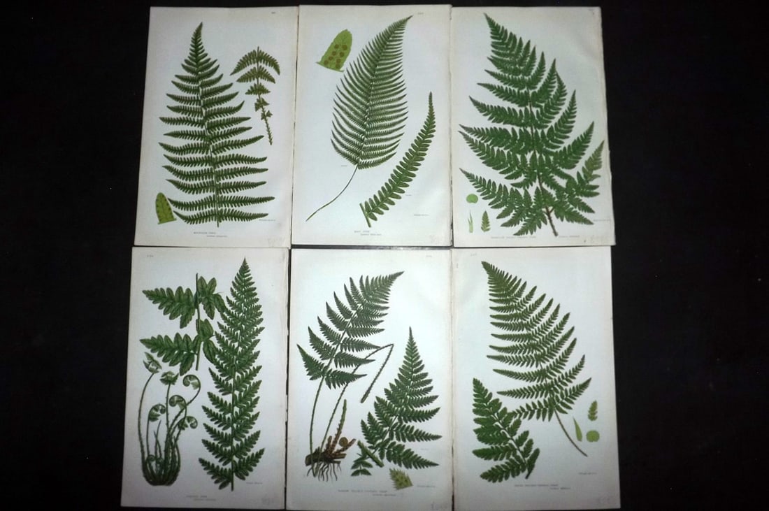 Pratt, Anne C1870 Lot of 6 Antique Fern Prints (1 of 2)