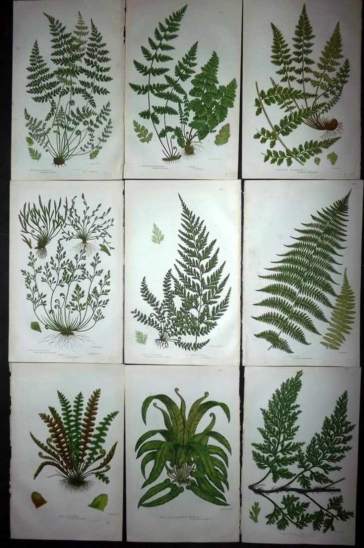 Pratt, Anne C1870 Lot of 9 Antique Fern Prints: Colour Printed Woodblock Published C1870, London for "The Flowering Plants and Ferns of Great Britain" by Anne Pratt. Paper Size: 9 x 5.5 inch (23 x 14cm) Good Condition