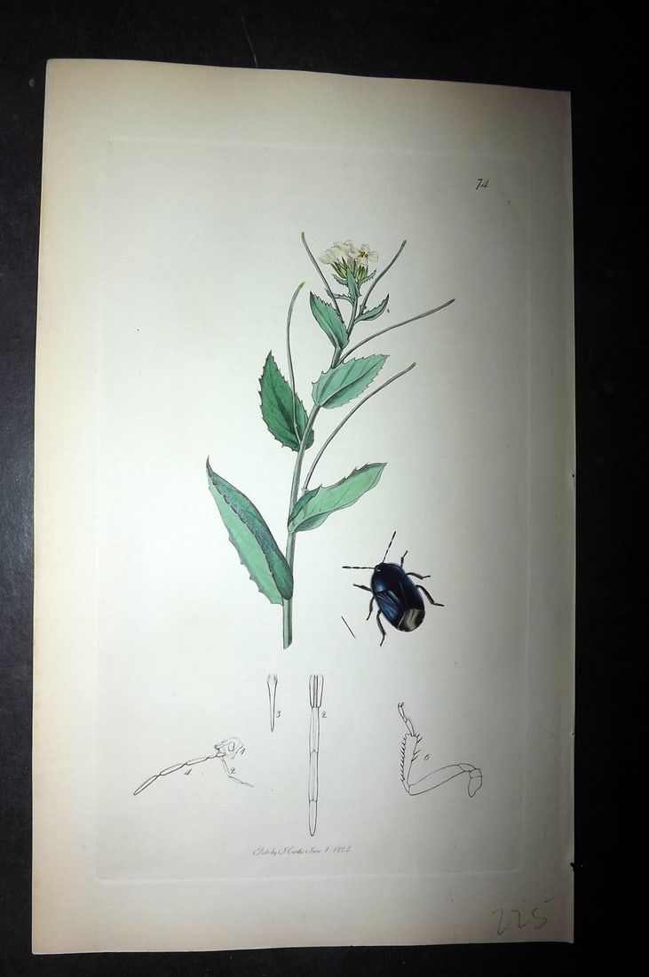 Curtis, William 1830's Hand Col Insect Botanical Print. Cydnus Dubius 74 (1 of 1)