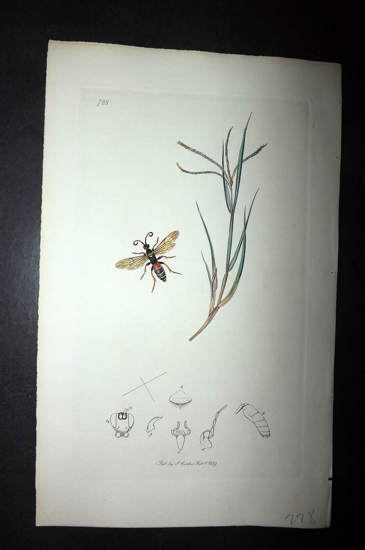 Curtis, William 1830's Hand Col Insect Botanical Print. Ichneumon Amatorius 728 (1 of 1)