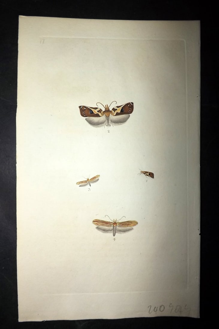 Donovan, Edward 1790's Hand Col Insect Print. Dark Button Moth 77: Hand Colored Etching Published 1796-1813, London for "The Natural History of British Insects" by Edward Donovan. With accompanying descriptive text. Paper Size: 9.5 x 6 inch (24 x 15cm) Good Condition