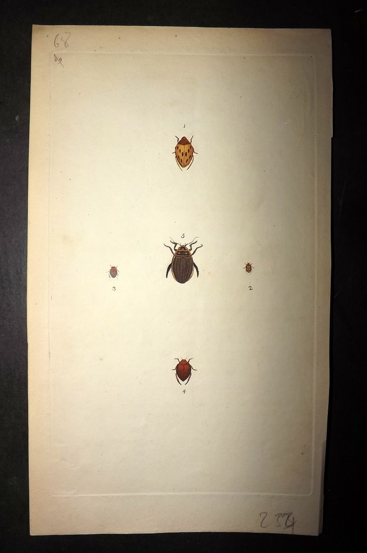 Donovan, Edward 1790's Hand Col Insect Print. Dyticus 68: Hand Colored Etching Published 1796-1813, London for "The Natural History of British Insects" by Edward Donovan. With accompanying descriptive text. Paper Size: 9.5 x 6 inch (24 x 15cm) Good Condition
