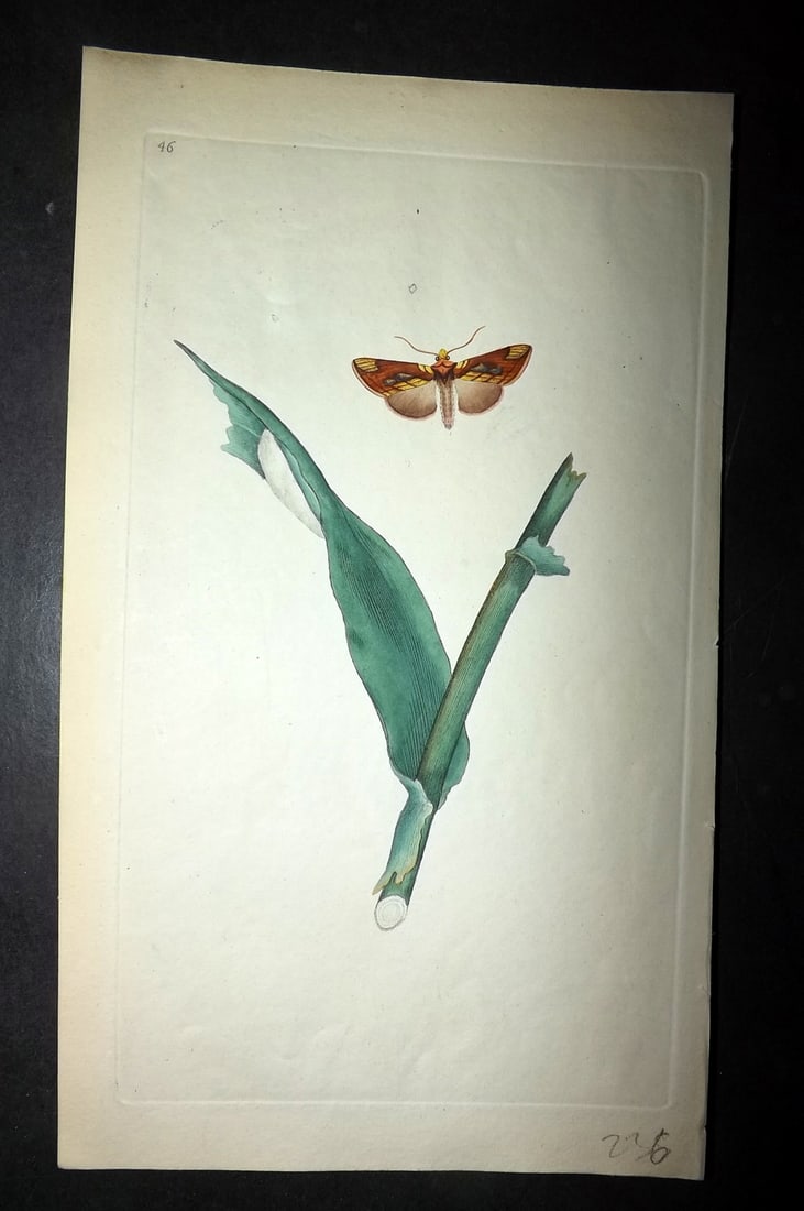 Donovan, Edward 1790's Hand Col Insect Print. Gold Spot Moth46: Hand Colored Etching Published 1796-1813, London for "The Natural History of British Insects" by Edward Donovan. With accompanying descriptive text. Paper Size: 9.5 x 6 inch (24 x 15cm) Good Condition