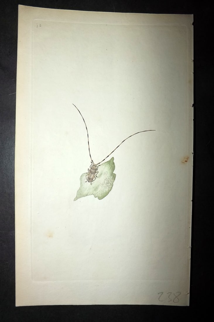 Donovan, Edward 1790's Hand Col Insect Print. Long Horned Cerambyx 95 (1 of 1)