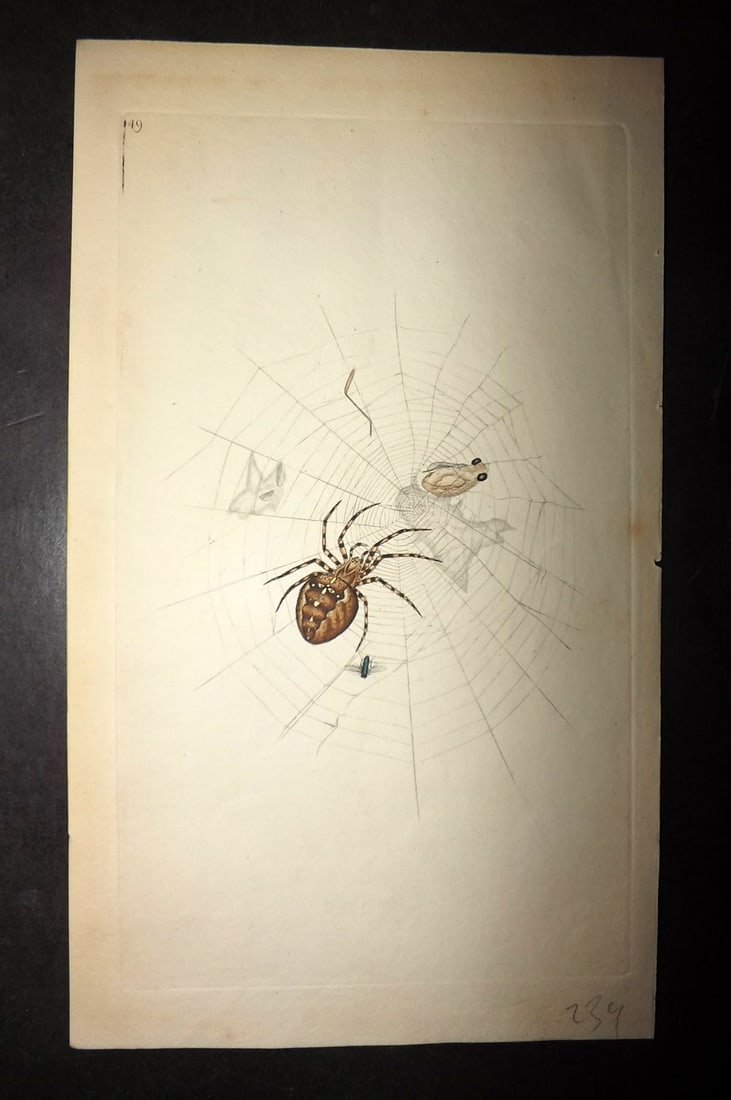 Donovan, Edward 1790's Hand Col Insect Print. White Cross Spider 149: Hand Colored Etching Published 1796-1813, London for "The Natural History of British Insects" by Edward Donovan. With accompanying descriptive text. Paper Size: 9.5 x 6 inch (24 x 15cm) Good Condition