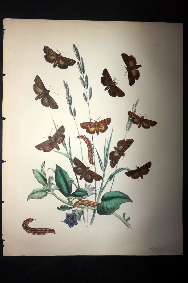 Humphreys & Westwood 1857 Hand Col Moth Print 25: Hand Colored Lithographs Published 1849, London for "British Moths and Their Transformations" by Henry Noel Humphreys & John Obadiah Westwood. Paper Size: 11 x 8.5 inch (28 x 22cm) Good Condition