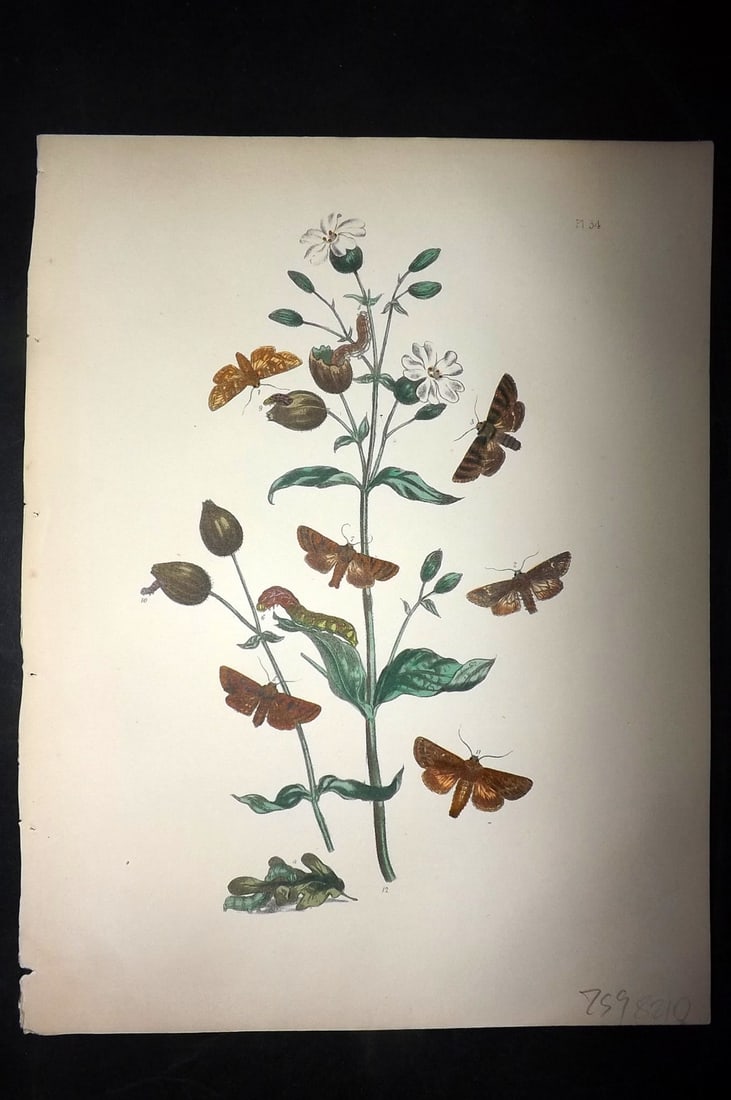 Humphreys & Westwood 1857 Hand Col Moth Print 34: Hand Colored Lithographs Published 1849, London for "British Moths and Their Transformations" by Henry Noel Humphreys & John Obadiah Westwood. Paper Size: 11 x 8.5 inch (28 x 22cm) Good Condition