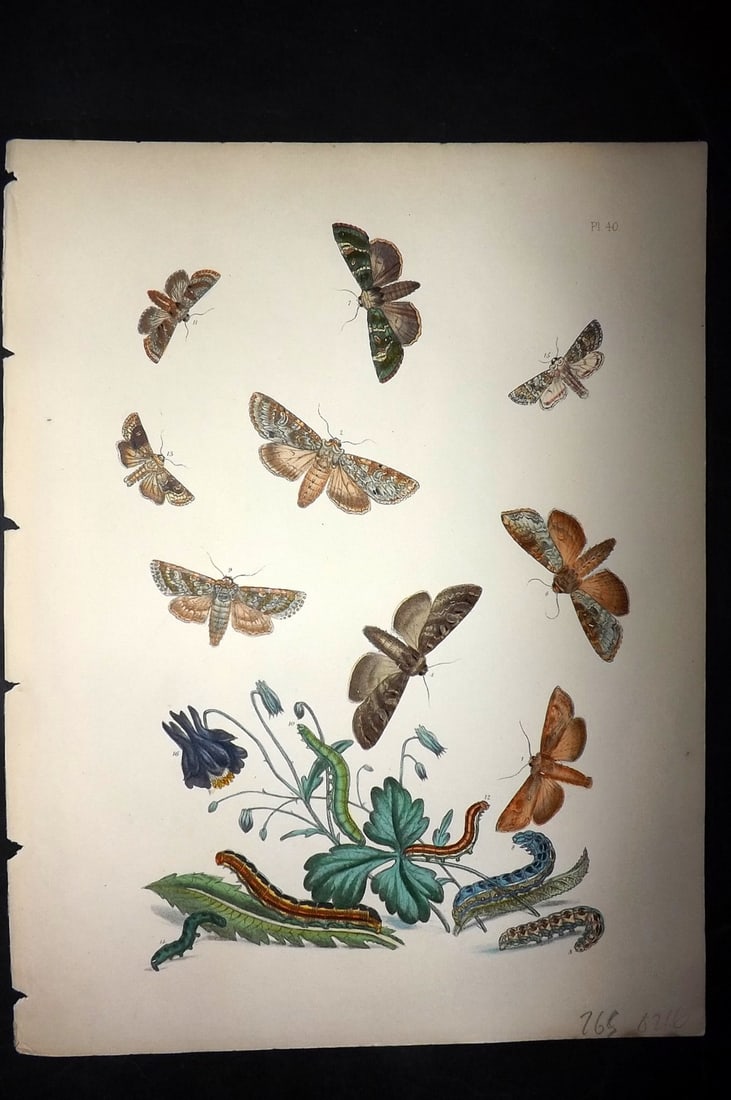 Humphreys & Westwood 1857 Hand Col Moth Print 40: Hand Colored Lithographs Published 1849, London for "British Moths and Their Transformations" by Henry Noel Humphreys & John Obadiah Westwood. Paper Size: 11 x 8.5 inch (28 x 22cm) Good Condition
