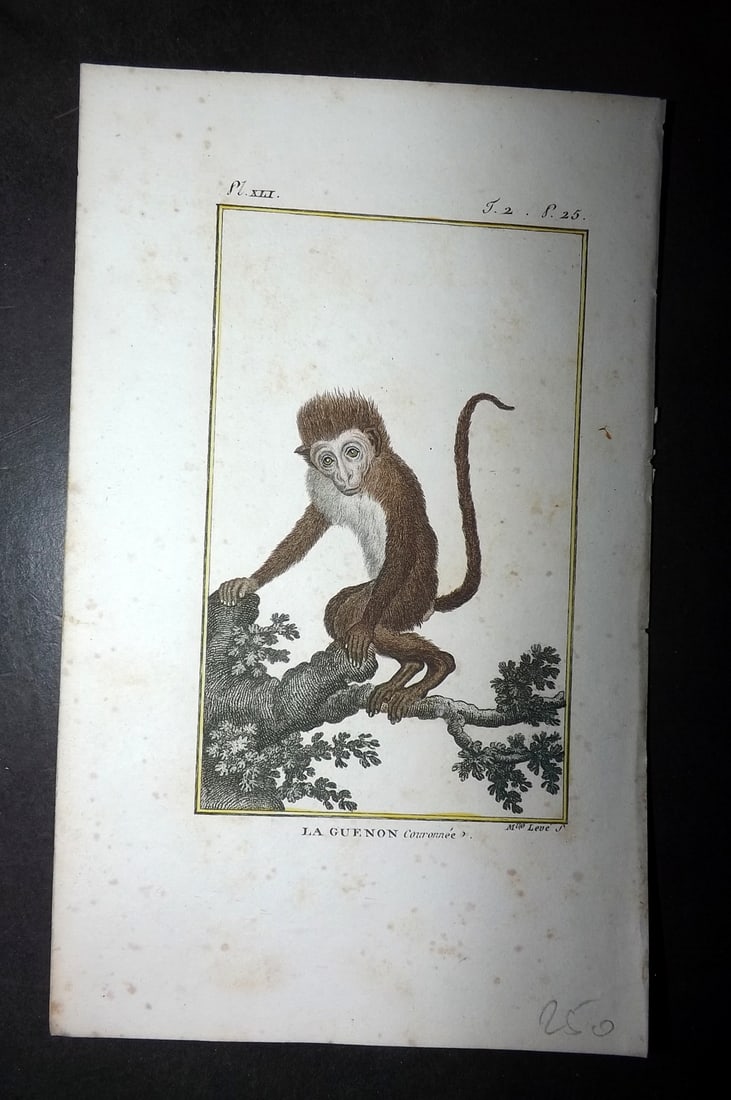 Latreille 1800 Hand Col Monkey Print. La Guenon (1 of 1)