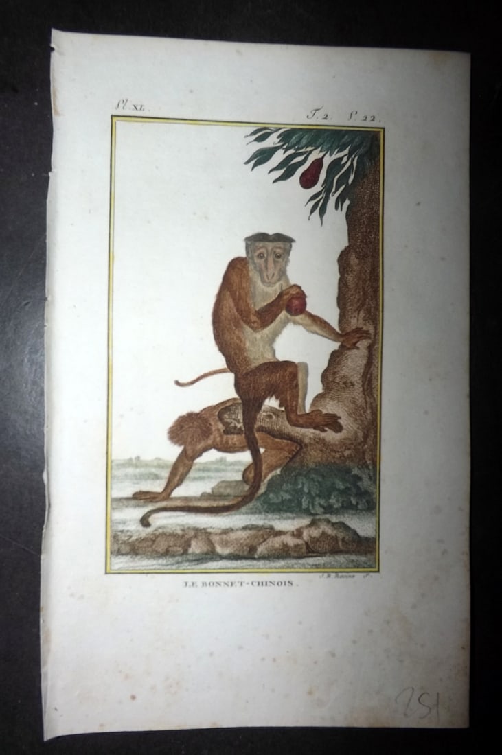 Latreille 1800 Hand Col Monkey Print. Le Bonnet-Chinois: Hand Colored Copper Plate Published 1800, Paris for "Histoire Naturelle des Singes" by Pierre-Andre Latreille and the Comte de Buffon. Paper Size: 8 x 4.75 inch (20 x 12cm) Very minor toning. Good Con