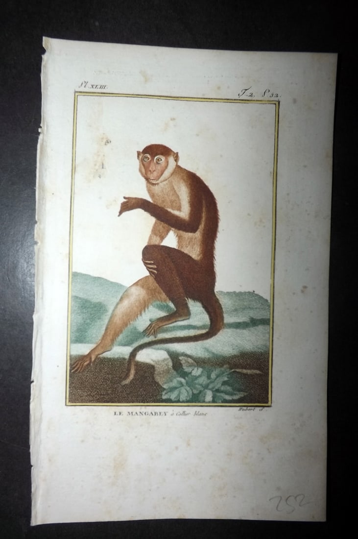 Latreille 1800 Hand Col Monkey Print. Le Mangabey: Hand Colored Copper Plate Published 1800, Paris for "Histoire Naturelle des Singes" by Pierre-Andre Latreille and the Comte de Buffon. Paper Size: 8 x 4.75 inch (20 x 12cm) Very minor toning. Good Con