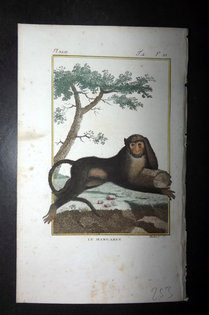 Latreille 1800 Hand Col Monkey Print. Le Mangabey: Hand Colored Copper Plate Published 1800, Paris for "Histoire Naturelle des Singes" by Pierre-Andre Latreille and the Comte de Buffon. Paper Size: 8 x 4.75 inch (20 x 12cm) Very minor toning. Good Con