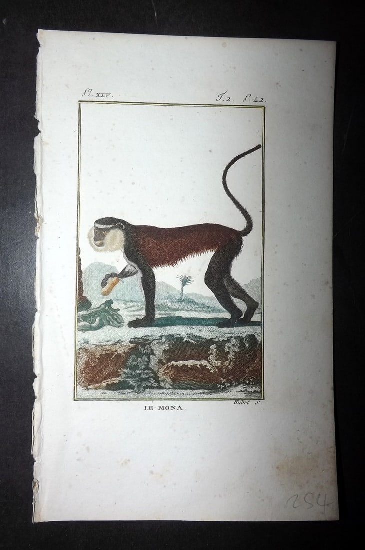 Latreille 1800 Hand Col Monkey Print. Le Mona: Hand Colored Copper Plate Published 1800, Paris for "Histoire Naturelle des Singes" by Pierre-Andre Latreille and the Comte de Buffon. Paper Size: 8 x 4.75 inch (20 x 12cm) Very minor toning. Good Con