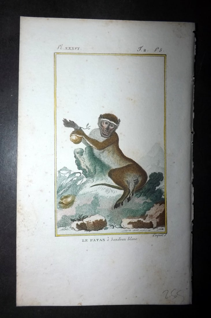 Latreille 1800 Hand Col Monkey Print. Le Patas: Hand Colored Copper Plate Published 1800, Paris for "Histoire Naturelle des Singes" by Pierre-Andre Latreille and the Comte de Buffon. Paper Size: 8 x 4.75 inch (20 x 12cm) Very minor toning. Good Con