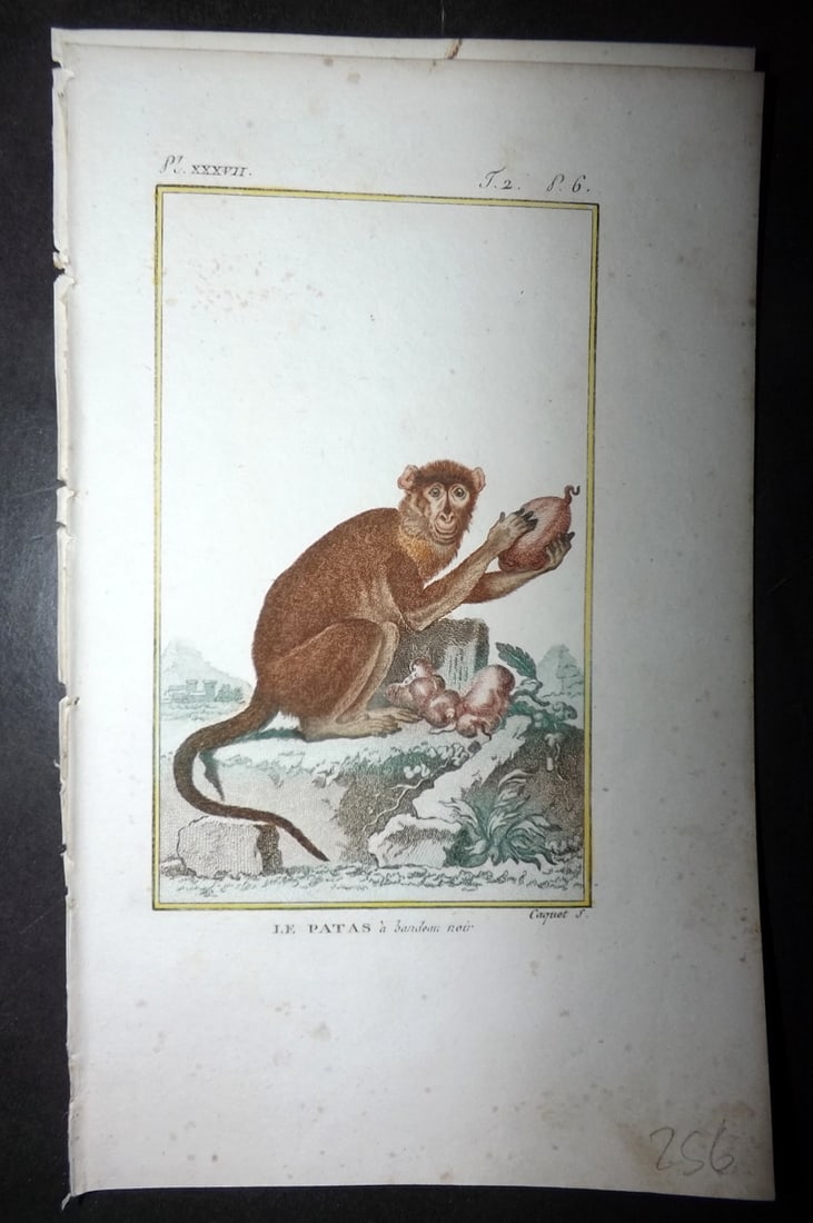 Latreille 1800 Hand Col Monkey Print. Le Patas: Hand Colored Copper Plate Published 1800, Paris for "Histoire Naturelle des Singes" by Pierre-Andre Latreille and the Comte de Buffon. Paper Size: 8 x 4.75 inch (20 x 12cm) Very minor toning. Good Con