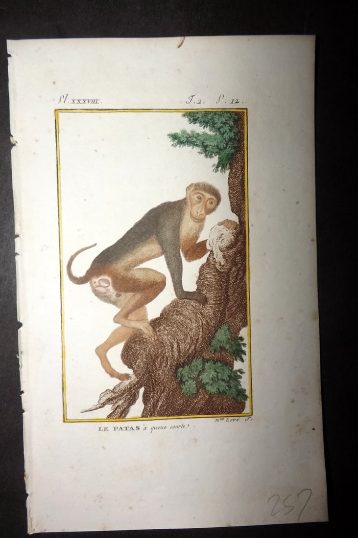 Latreille 1800 Hand Col Monkey Print. Le Patas: Hand Colored Copper Plate Published 1800, Paris for "Histoire Naturelle des Singes" by Pierre-Andre Latreille and the Comte de Buffon. Paper Size: 8 x 4.75 inch (20 x 12cm) Very minor toning. Good Con