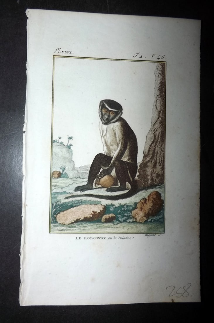 Latreille 1800 Hand Col Monkey Print. Le Roloway: Hand Colored Copper Plate Published 1800, Paris for "Histoire Naturelle des Singes" by Pierre-Andre Latreille and the Comte de Buffon. Paper Size: 8 x 4.75 inch (20 x 12cm) Very minor toning. Good Con