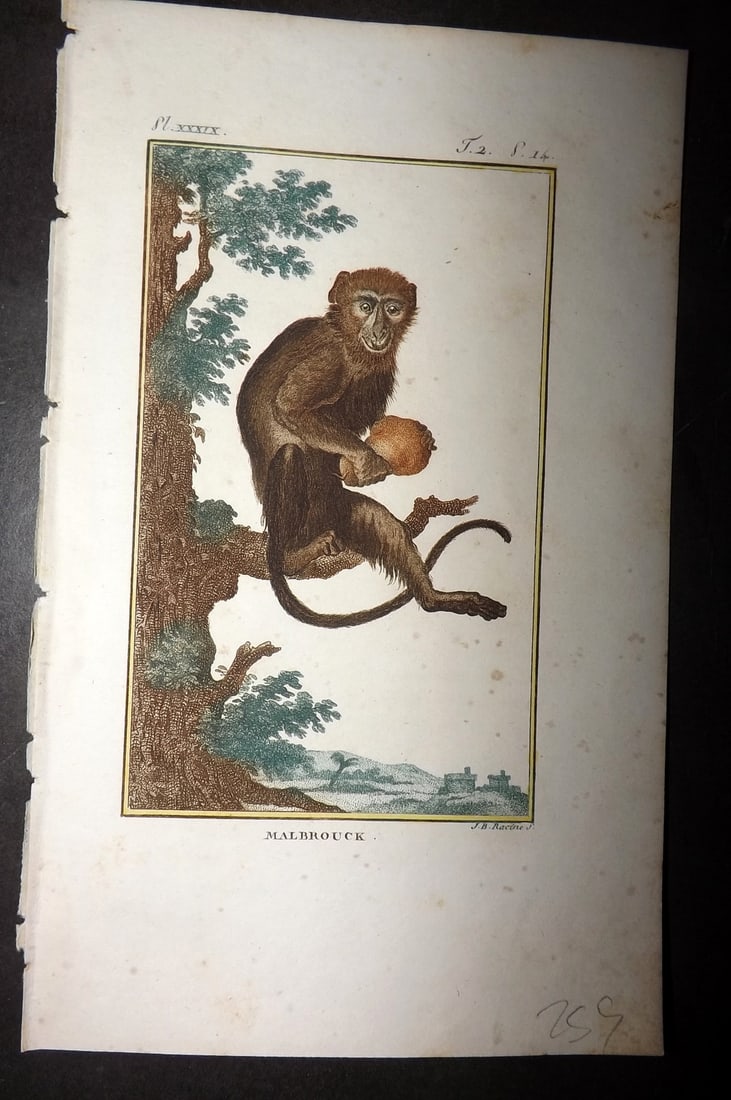 Latreille 1800 Hand Col Monkey Print. Malbrouck: Hand Colored Copper Plate Published 1800, Paris for "Histoire Naturelle des Singes" by Pierre-Andre Latreille and the Comte de Buffon. Paper Size: 8 x 4.75 inch (20 x 12cm) Very minor toning. Good Con