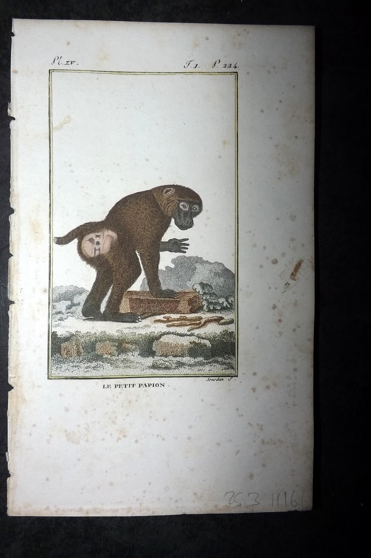 Latreille, Pierre-Andre 1800 Hand Col Monkey Print. Le Petit Papion 15: Hand Colored Copper Plate Published 1800, Paris for "Histoire Naturelle des Singes" by Pierre-Andre Latreille and the Comte de Buffon. Paper Size: 8 x 4.75 inch (20 x 12cm) Very minor toning. Good Con