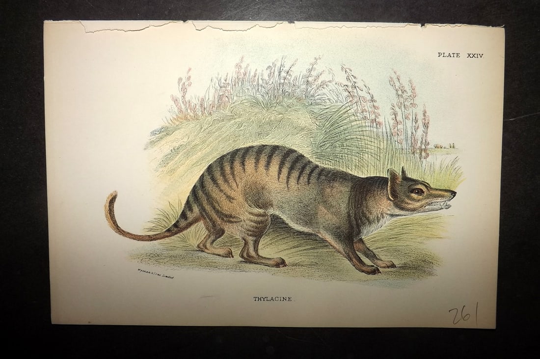 Lloyds's 1897 Antique Print. Extinct Tasmania Tiger, Thylacine: Chromolithographs Published 1894-97, London for "Lloyds's Natural History..." Edited by R. Bowdler Sharpe, W. F. Kirby, H. O. Forbes, R. Lydekker, and W. R. Olive-Grant. Illustrated after Keulemans, G