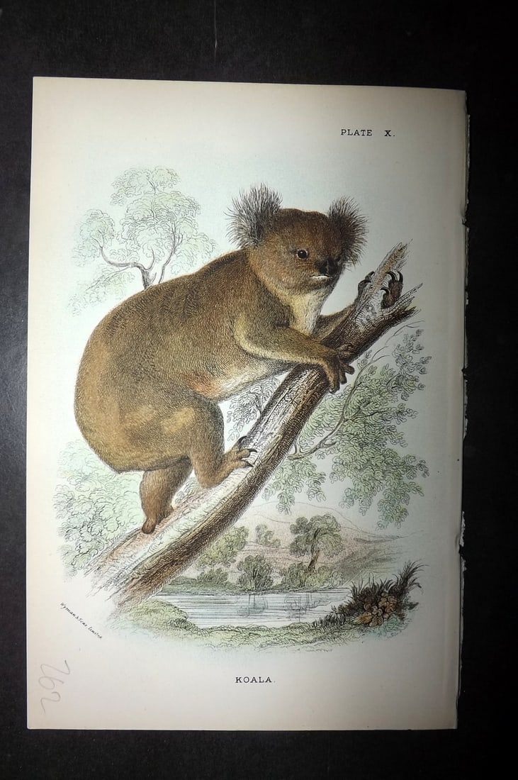 Lloyds's 1897 Antique Print. Koala, Australia: Chromolithographs Published 1894-97, London for "Lloyds's Natural History..." Edited by R. Bowdler Sharpe, W. F. Kirby, H. O. Forbes, R. Lydekker, and W. R. Olive-Grant. Illustrated after Keulemans, G