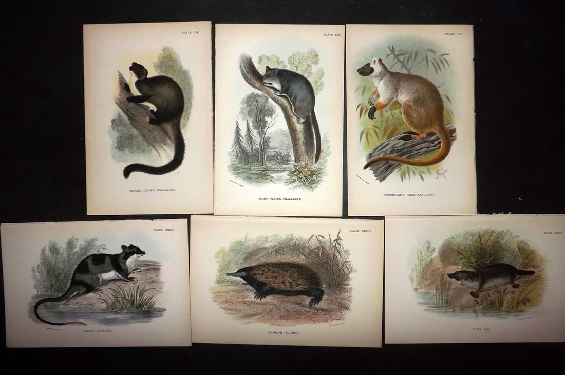 Lloyds's 1897 Lot of 6 Antique Prints. Australia Natives incl Platypus: Chromolithographs Published 1894-97, London for "Lloyds's Natural History..." Edited by R. Bowdler Sharpe, W. F. Kirby, H. O. Forbes, R. Lydekker, and W. R. Olive-Grant. Illustrated after Keulemans, G