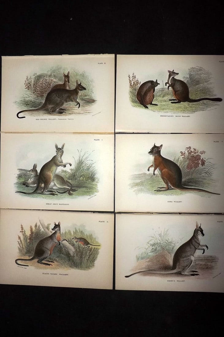 Lloyds's 1897 Lot of 6 Antique Prints. Kangaroo & Wallaby, Australia: Chromolithographs Published 1894-97, London for "Lloyds's Natural History..." Edited by R. Bowdler Sharpe, W. F. Kirby, H. O. Forbes, R. Lydekker, and W. R. Olive-Grant. Illustrated after Keulemans, G