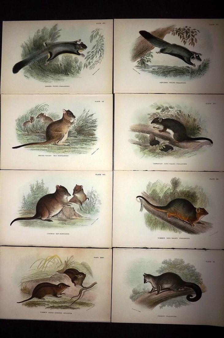 Lloyds's 1897 Lot of 8 Antique Prints. Australia Natives: Chromolithographs Published 1894-97, London for "Lloyds's Natural History..." Edited by R. Bowdler Sharpe, W. F. Kirby, H. O. Forbes, R. Lydekker, and W. R. Olive-Grant. Illustrated after Keulemans, G