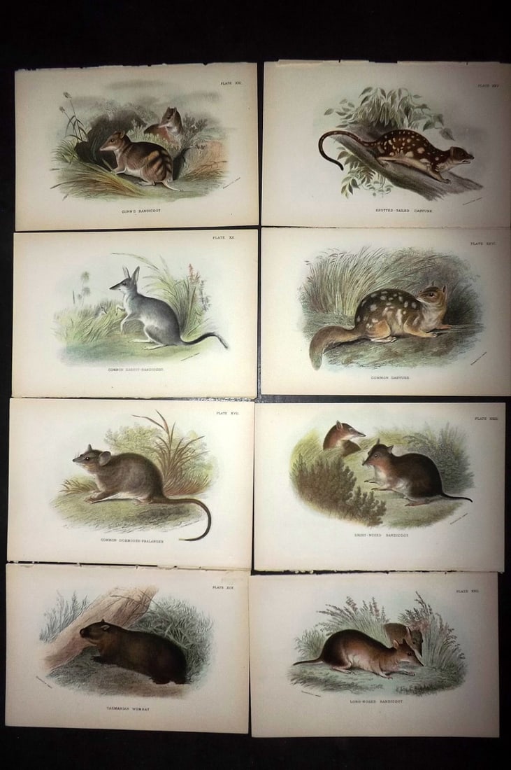 Lloyds's 1897 Lot of 8 Antique Prints. Australia Natives: Chromolithographs Published 1894-97, London for "Lloyds's Natural History..." Edited by R. Bowdler Sharpe, W. F. Kirby, H. O. Forbes, R. Lydekker, and W. R. Olive-Grant. Illustrated after Keulemans, G