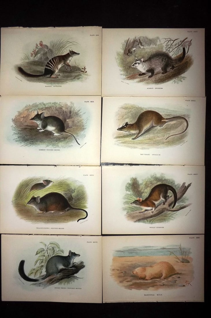 Lloyds's 1897 Lot of 8 Antique Prints. Australia Natives: Chromolithographs Published 1894-97, London for "Lloyds's Natural History..." Edited by R. Bowdler Sharpe, W. F. Kirby, H. O. Forbes, R. Lydekker, and W. R. Olive-Grant. Illustrated after Keulemans, G
