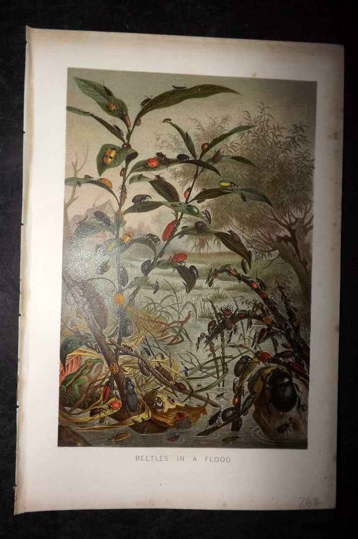 Lydekker, Richard 1896 Antique Print. Beetles in a Flood: Chromolithograph Published 1894-96, London for "The Royal Natural History" by Richard Lydekker. Illustrated by Smit, Keulemans, Wolf and others. Paper Size: 10 x 6.5 inch (25 x 16.5cm) Good Condition