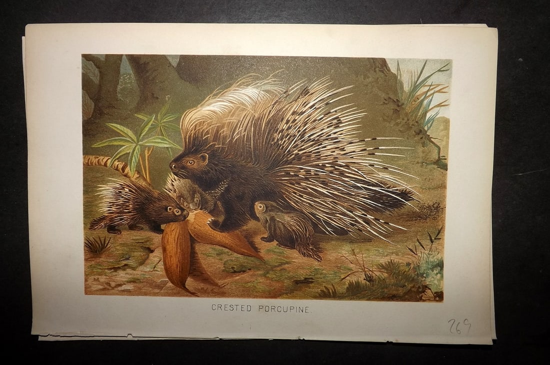 Lydekker, Richard 1896 Antique Print. Crested Porcupine: Chromolithograph Published 1894-96, London for "The Royal Natural History" by Richard Lydekker. Illustrated by Smit, Keulemans, Wolf and others. Paper Size: 10 x 6.5 inch (25 x 16.5cm) Good Condition