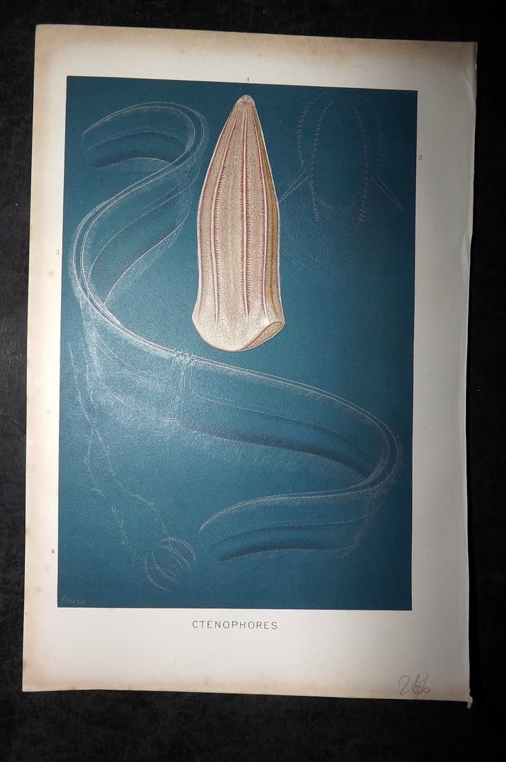 Lydekker, Richard 1896 Antique Print. Ctenophores: Chromolithograph Published 1894-96, London for "The Royal Natural History" by Richard Lydekker. Illustrated by Smit, Keulemans, Wolf and others. Paper Size: 10 x 6.5 inch (25 x 16.5cm) Good Condition