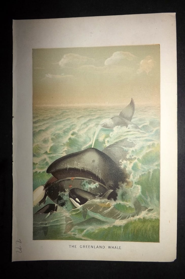 Lydekker, Richard 1896 Antique Print. Greenland Whale: Chromolithograph Published 1894-96, London for "The Royal Natural History" by Richard Lydekker. Illustrated by Smit, Keulemans, Wolf and others. Paper Size: 10 x 6.5 inch (25 x 16.5cm) Good Condition