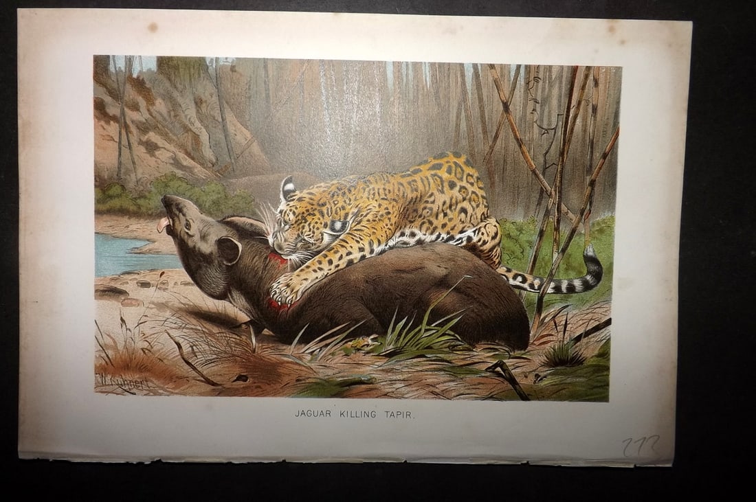 Lydekker, Richard 1896 Antique Print. Jaguar Killing Tapir: Chromolithograph Published 1894-96, London for "The Royal Natural History" by Richard Lydekker. Illustrated by Smit, Keulemans, Wolf and others. Paper Size: 10 x 6.5 inch (25 x 16.5cm) Good Condition