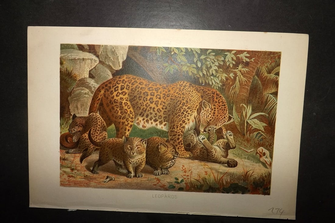 Lydekker, Richard 1896 Antique Print. Leopards: Chromolithograph Published 1894-96, London for "The Royal Natural History" by Richard Lydekker. Illustrated by Smit, Keulemans, Wolf and others. Paper Size: 10 x 6.5 inch (25 x 16.5cm) Good Condition