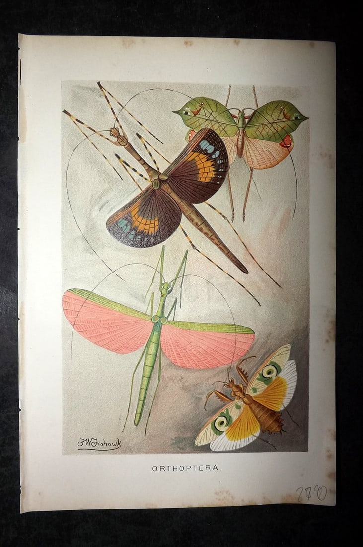 Lydekker, Richard 1896 Antique Print. Orthoptera Insects (1 of 1)
