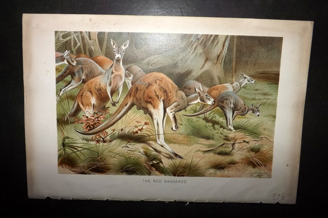Lydekker, Richard 1896 Antique Print. Red Kangaroo - Australia: Chromolithograph Published 1894-96, London for "The Royal Natural History" by Richard Lydekker. Illustrated by Smit, Keulemans, Wolf and others. Paper Size: 10 x 6.5 inch (25 x 16.5cm) Good Condition