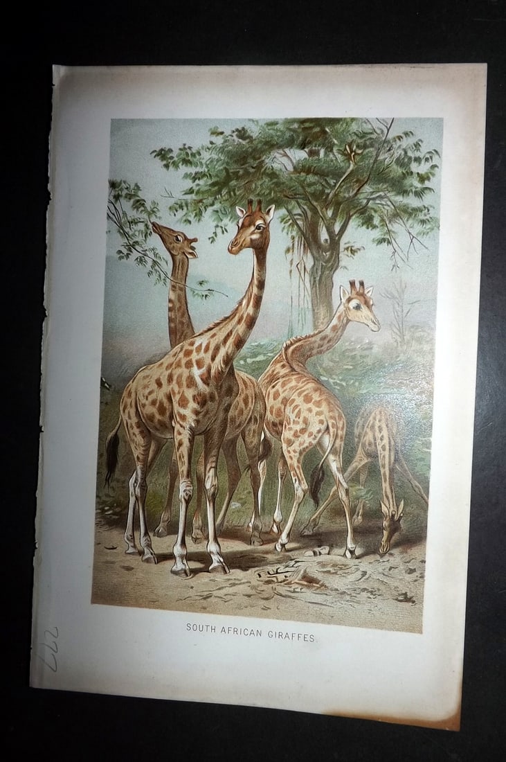 Lydekker, Richard 1896 Antique Print. South African Giraffes (1 of 1)