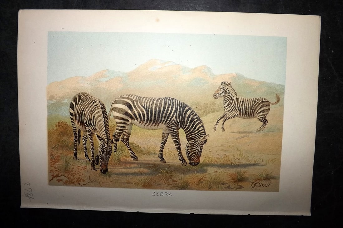 Lydekker, Richard 1896 Antique Print. Zebra (1 of 1)