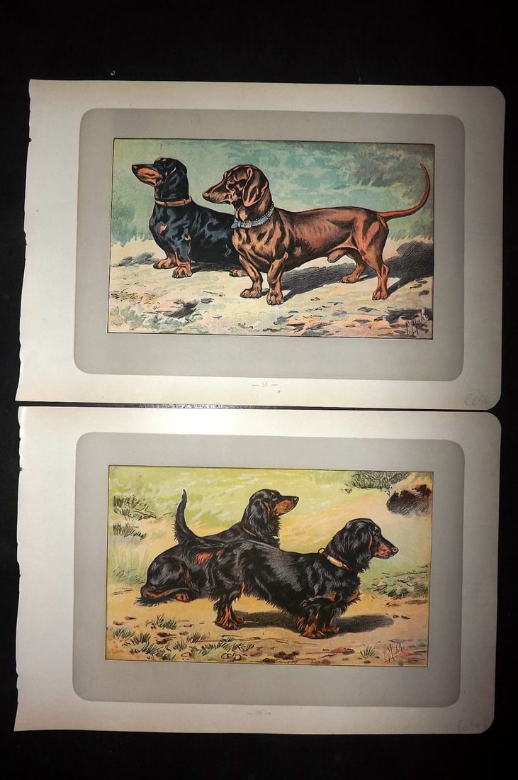 Mahler, P. 1907 Pair of Antique Dog Prints (1 of 2)