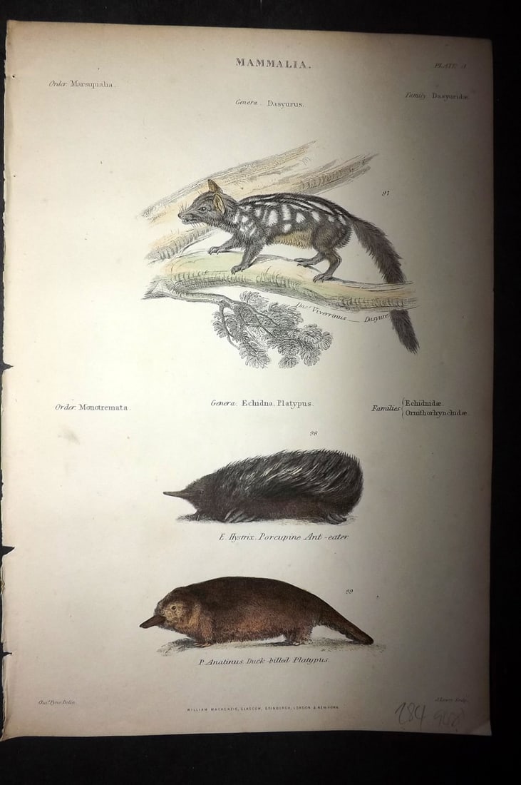 Richardson, John 1862 Hand Col Print. Echidna, Ant Eater, Platypus Australia: Hand Colored Steel Engraving/Etching Published 1859-62 by William Mackenzie, Edinburgh & London for "The Museum of Natural History" by John Richardson. Paper Size: 10.5 x 7 inch (27 x 18cm) Good Condi