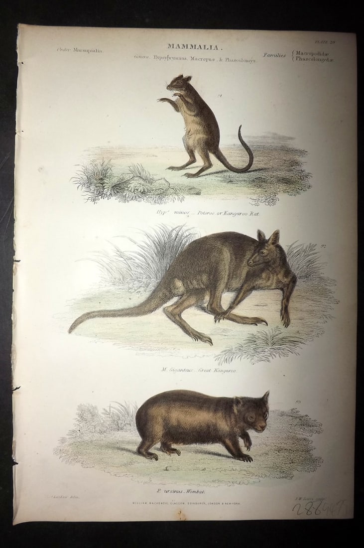 Richardson, John 1862 Hand Col Print. Wombat, Kangaroo Rat, Great Kangaroo (1 of 1)