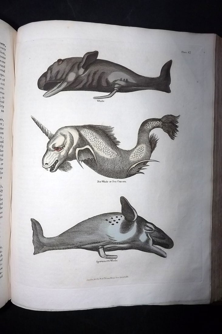 Buffon, Comte de - Natural History, 52 Hand Col Plates, C1818, 2 Vols, 1st Ed? Full Leather (1 of 15)