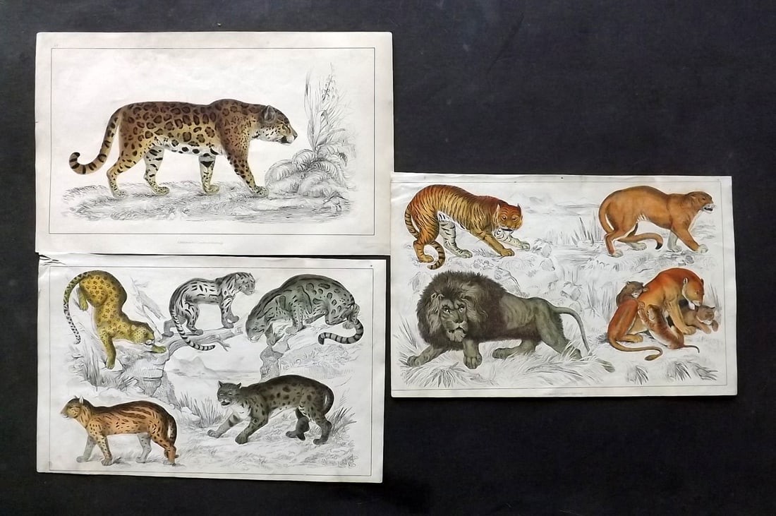 Goldsmith, Oliver C1850 Lot of 3 Hand Col Big Cats Prints (1 of 2)