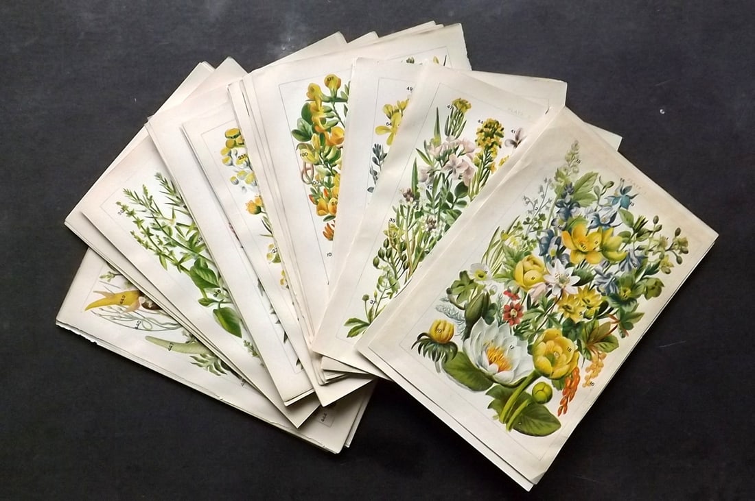Gordon, W. J. C1900 Lot of 33 Botanical Prints (1 of 6)
